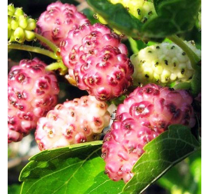 Шелковица сорт Кружево, 2 года