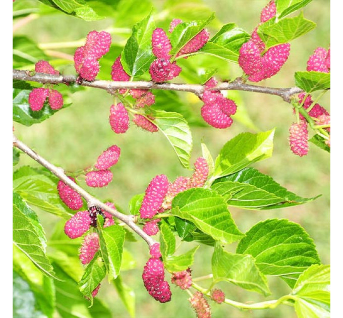 Шелковица сорт Кружево, 2 года