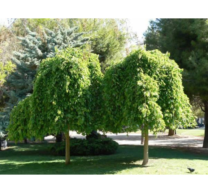 Шелковица плакучая на штамбе Пендула