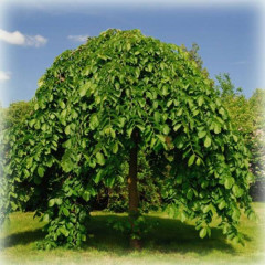 Шовковиця плакуча на штамбі Пендула