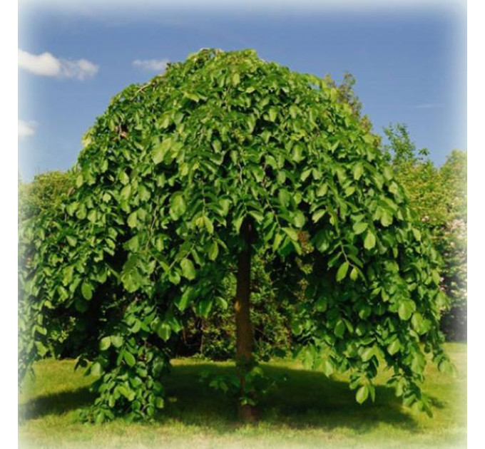 Шелковица плакучая на штамбе Пендула