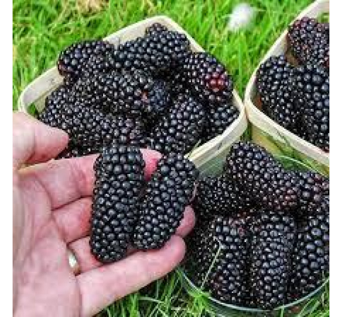 Шелковица сорт «Черный Принц»