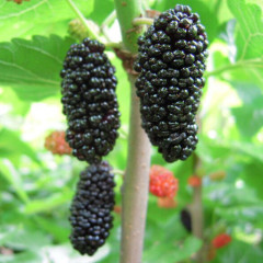 Шовковиця сорт «Чорний Принц»