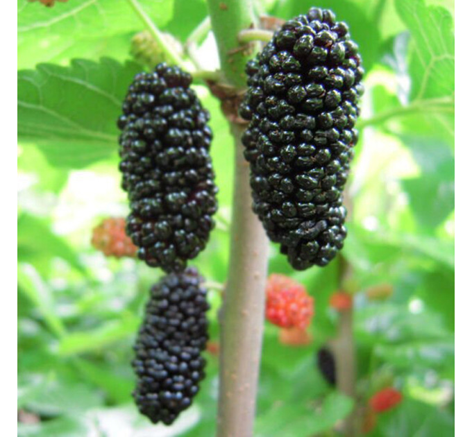 Шелковица сорт «Черный Принц»