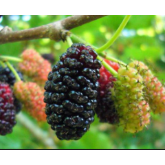 Шовковиця сорт Шеллі, підщепа сіянець шовковиці