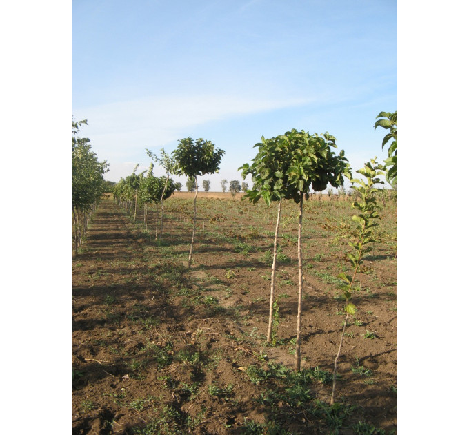 Шелковица Глобоза шаровидная