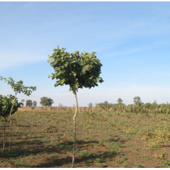 Шовковиця Глобоза кульовидна