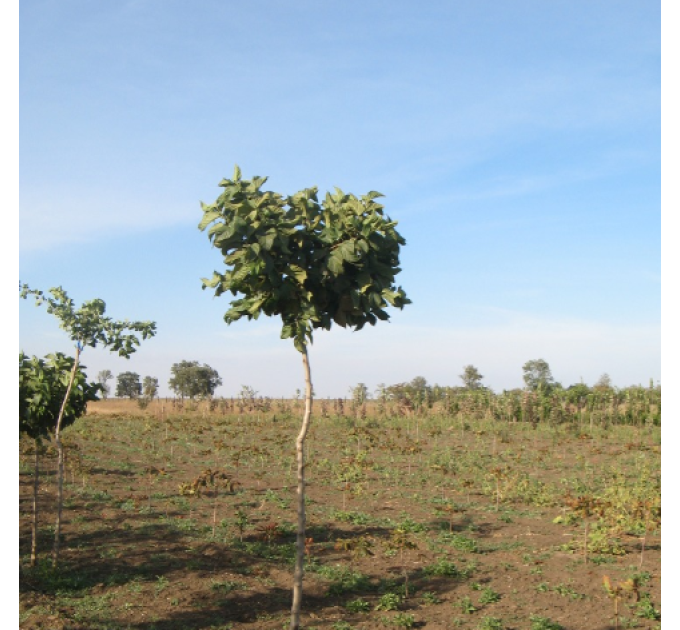 Шелковица Глобоза шаровидная