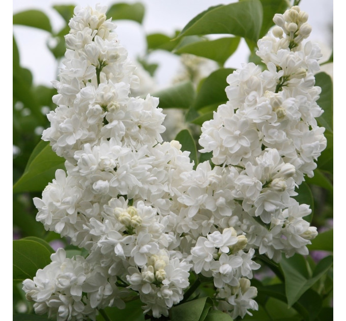 Саджанці бузку Monique Lemoine, 1 річні горщик 0.5 л