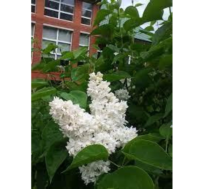 Саджанці бузку Monique Lemoine, 1 річні горщик 0.5 л