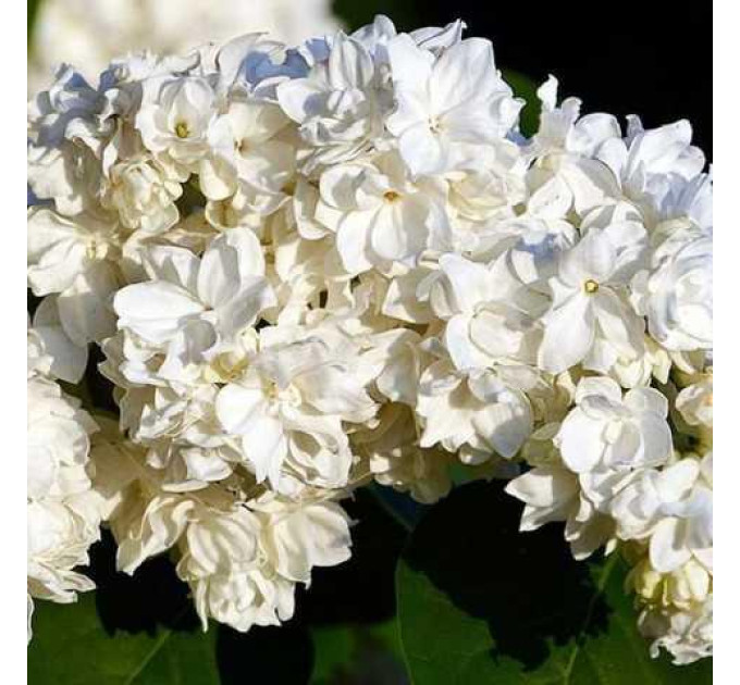 Саджанці бузку Monique Lemoine, 1 річні горщик 0.5 л