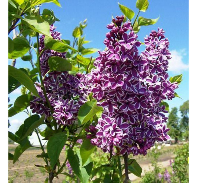 Сирень обыкновенная Krasawica Moskwy, контейнер 3 л., 20-25 см