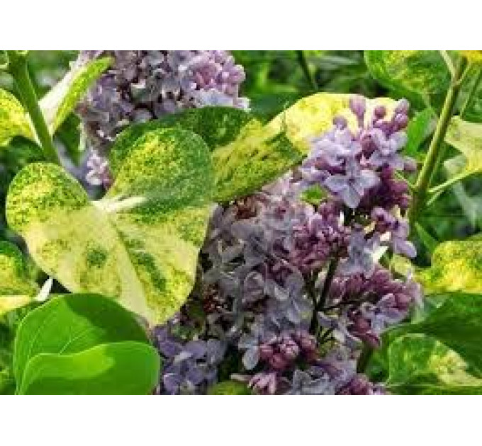 Саженцы сирени Аукубофолия (Aucubaefolia), 1 лет горшок 0.5 л