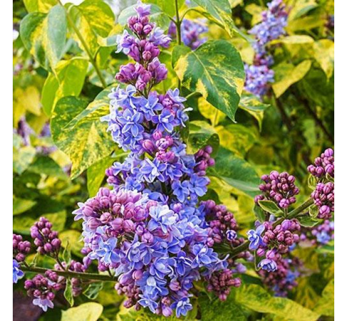 Саженцы сирени Аукубофолия (Aucubaefolia), 1 лет горшок 0.5 л