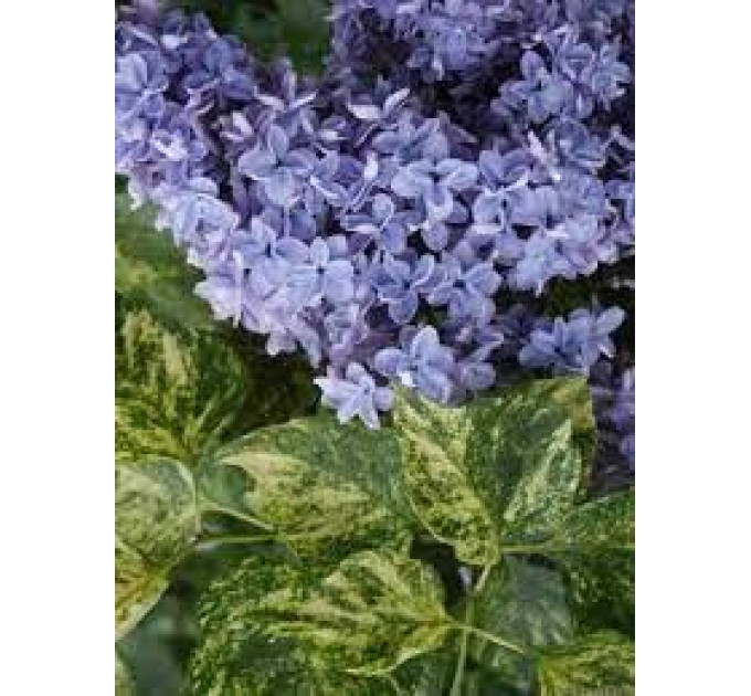 Саженцы сирени Аукубофолия (Aucubaefolia), 1 лет горшок 0.5 л