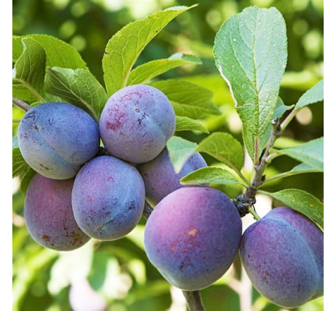 Саженцы сливы сорт Кабардинская Ранняя