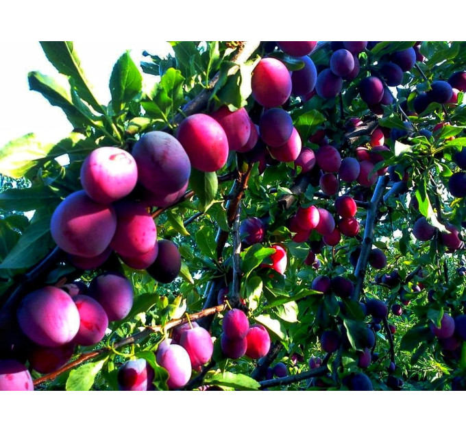 Саженцы сливы сорт Кабардинская Ранняя