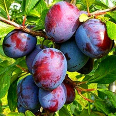 Саженцы сливы сорт Кабардинская Ранняя