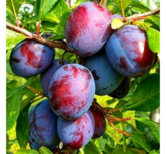 Саженцы сливы сорт Кабардинская Ранняя