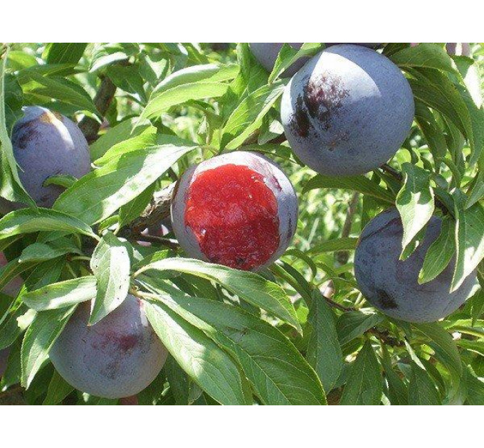 Саженцы сливы Диамант