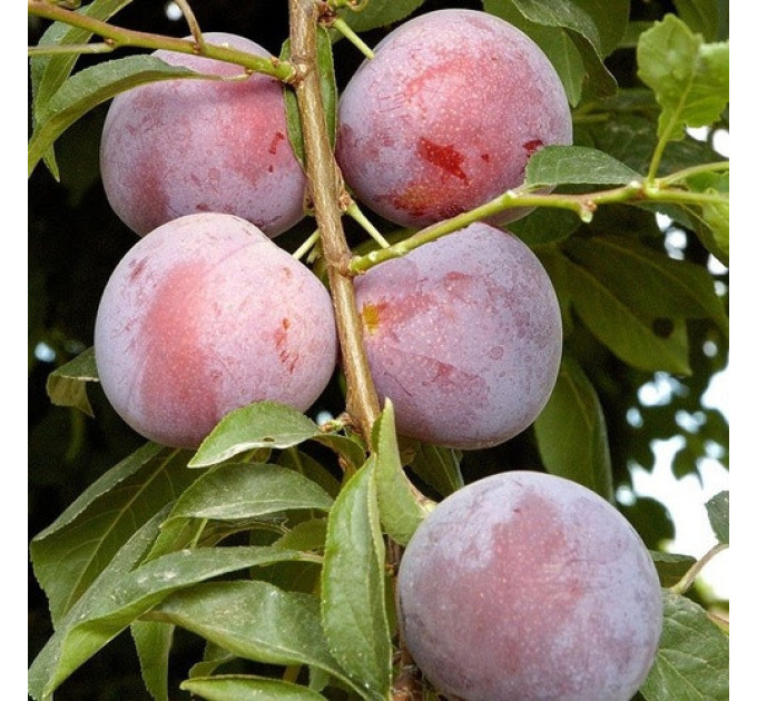 Саженцы сливы Диамант