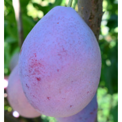 Саженцы сливы ранней сорт Любимица Султана, подвой алыча