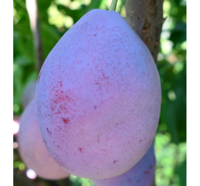 Саженцы сливы ранней сорт Любимица Султана, подвой алыча