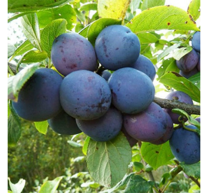 Слива сорт Геркулес