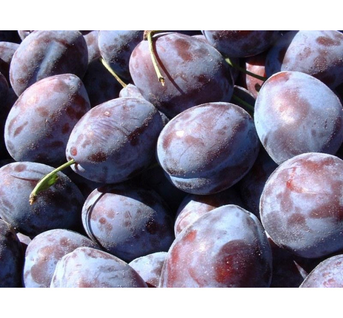 Слива сорт Геркулес