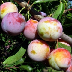 Саженцы сливи сорт Память Матери, подвой алыча