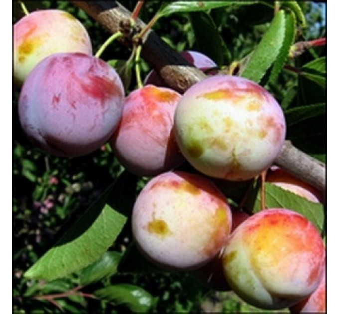 Саженцы сливи сорт Память Матери, подвой алыча