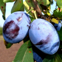 Саженцы сливы сорт Эмпресс, подвой алыча