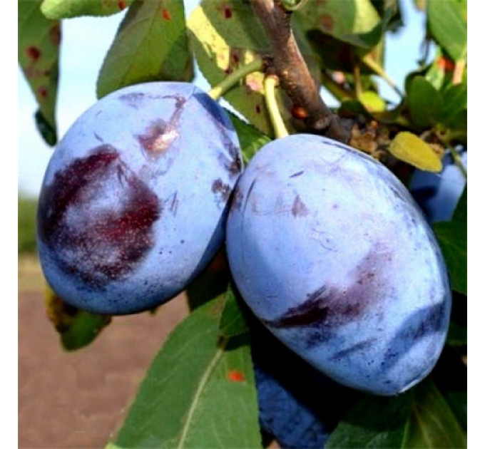 Саженцы сливы сорт Эмпресс, подвой алыча