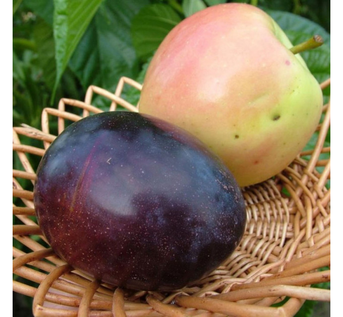 Саженцы сливы сорт Эмпресс, подвой алыча