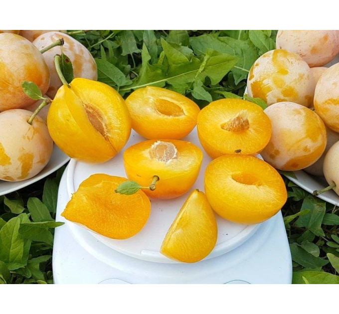 Слива сорт Желтая Афаска