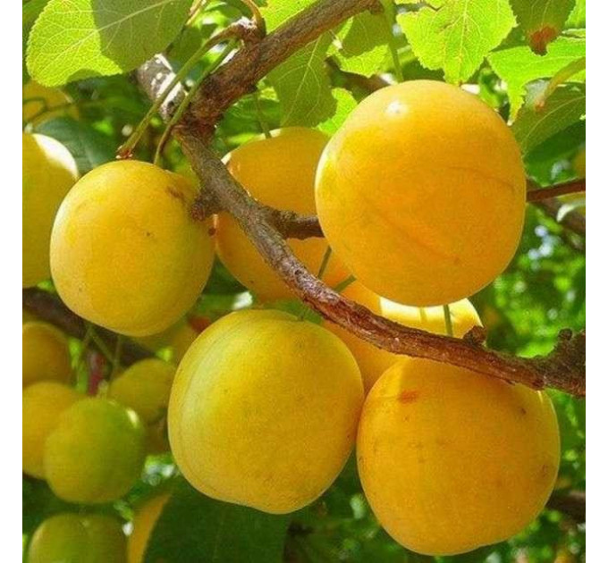 Слива сорт Желтая Афаска