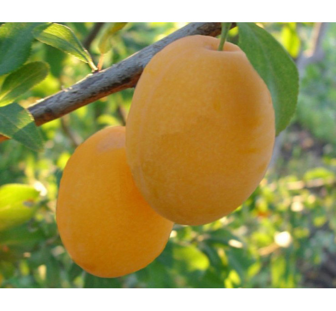 Слива сорт Желтая Афаска