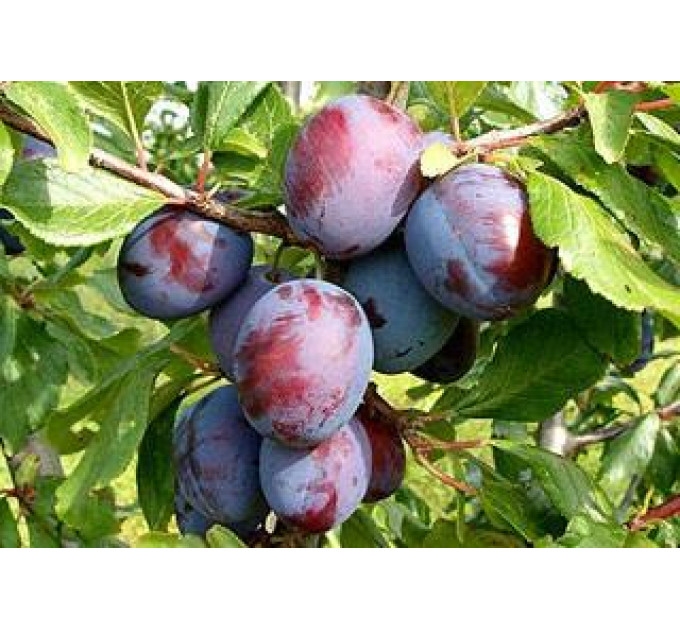 Саженцы сливи сорт Память Матери, подвой алыча