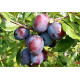 Саженцы сливи сорт Память Матери, подвой алыча