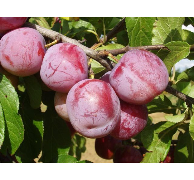 Саженцы сливы сорт Ренклод Альтана