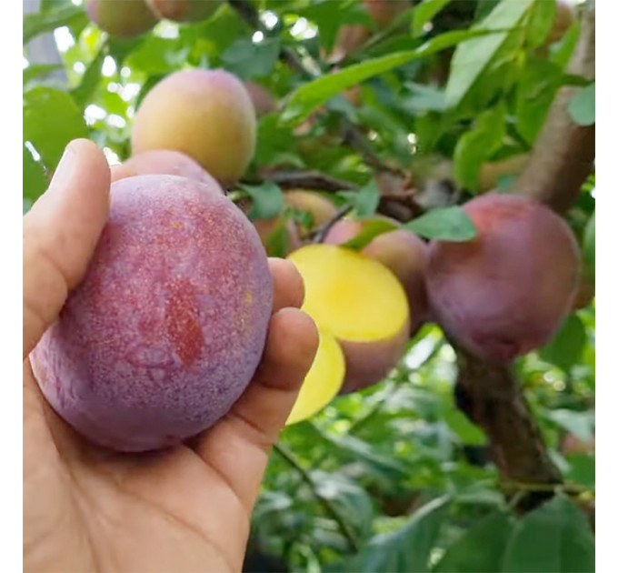 Саженцы сливы сорт Оцарк Премьер