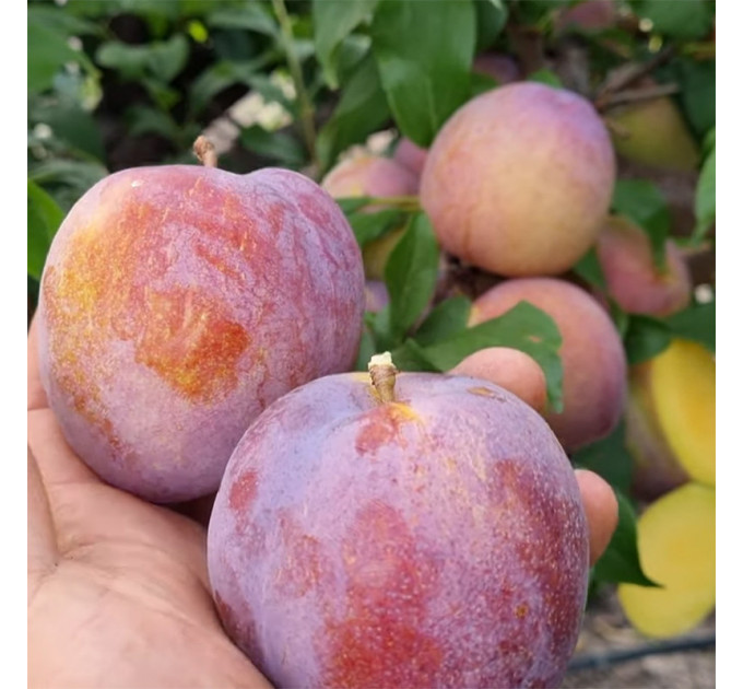 Саженцы сливы сорт Оцарк Премьер