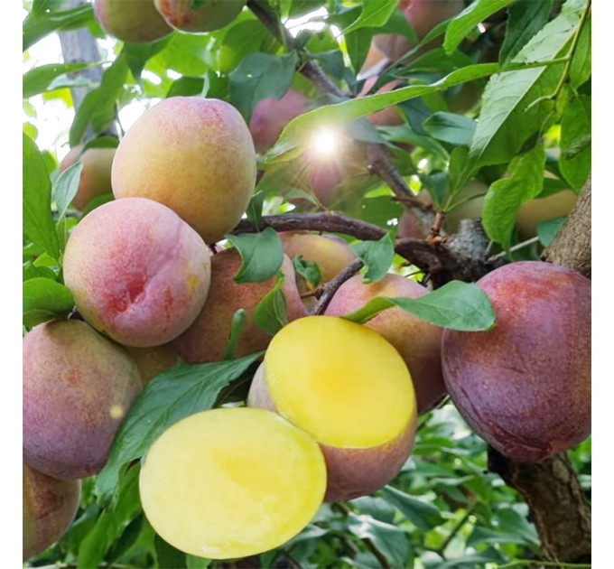 Саженцы сливы сорт Оцарк Премьер