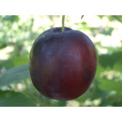 Саженцы сливы ранней сорт Ода, подвой алыча