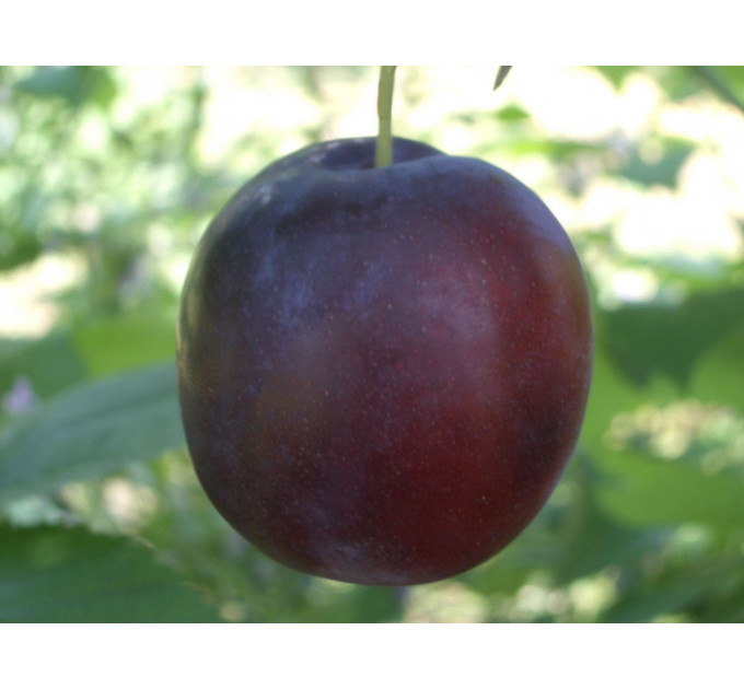 Саженцы сливы ранней сорт Ода, подвой алыча