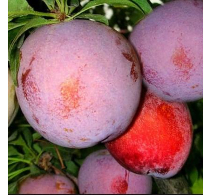 Саженцы сливы сорт Оцарк Премьер