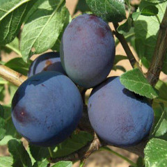 Слива поздняя сорт Топ Хит