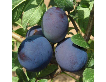 Слива поздняя сорт Топ Хит Слива поздняя сорт Топ Хит