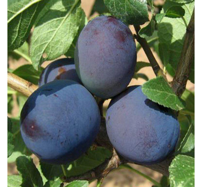 Слива поздняя сорт Топ Хит