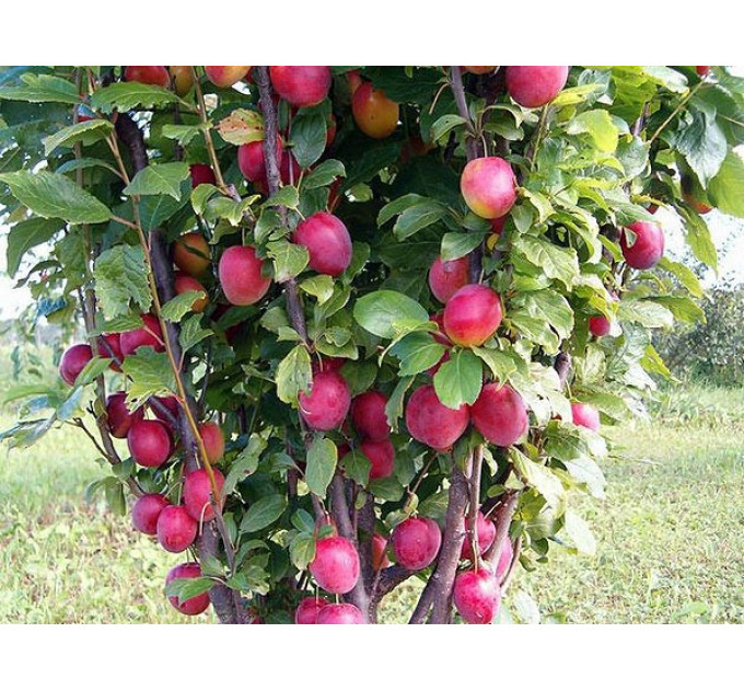 Саженцы сливи Еремина, колоновидная подвой алыча